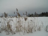 Dassel - Am Bewerbach Winter 01